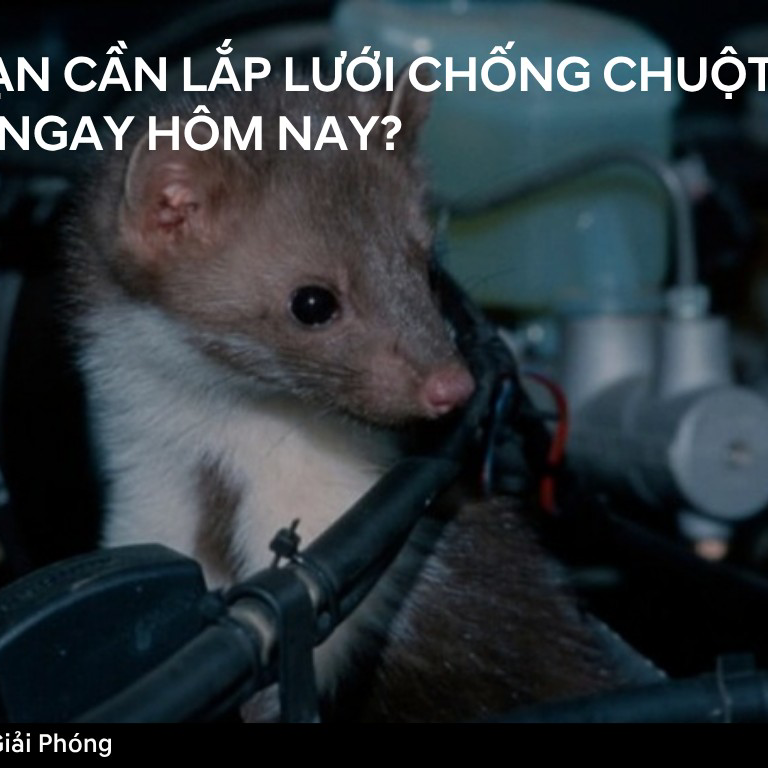 5 Phút - Chuột sẽ không còn bén mảng đến ô tô của bạn